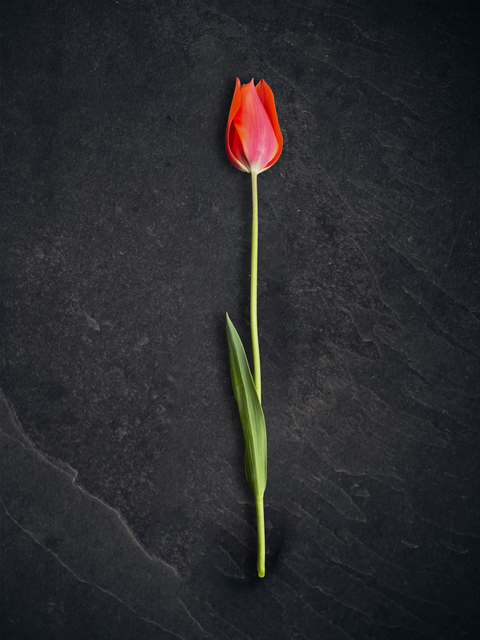 El Nino Tulip flower shown on black background