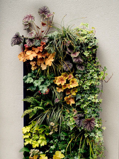 Living wall shown wall mounted with multicoloured plants